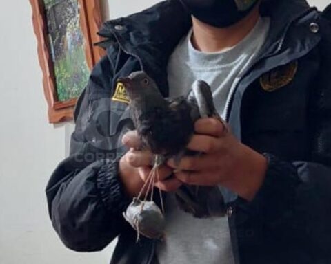 "Fall" pigeon that tried to bring drugs into the Huancayo prison (VIDEO)