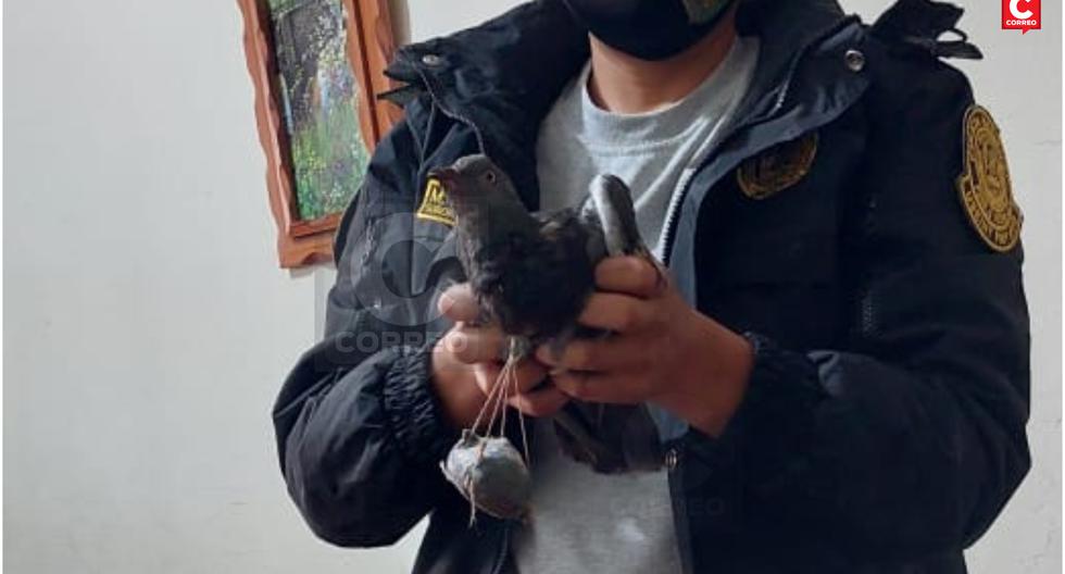 "Fall" pigeon that tried to bring drugs into the Huancayo prison (VIDEO)