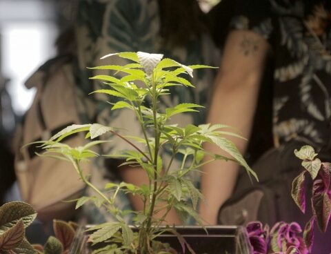 Kulfas celebrated the sanction of the medical cannabis law