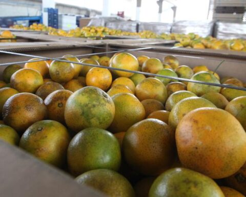 Law is promulgated that declares the industrialization, commercialization and export of citrus fruits of national interest