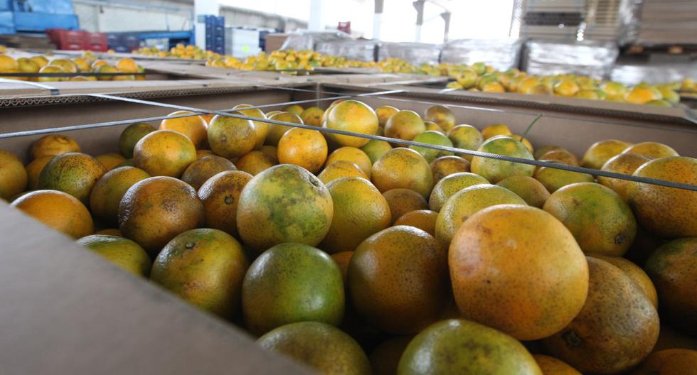 Law is promulgated that declares the industrialization, commercialization and export of citrus fruits of national interest