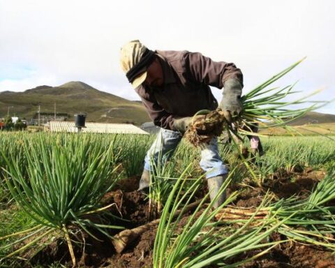 More than $1,000 million in supplies for Productive Alliances of Quindío