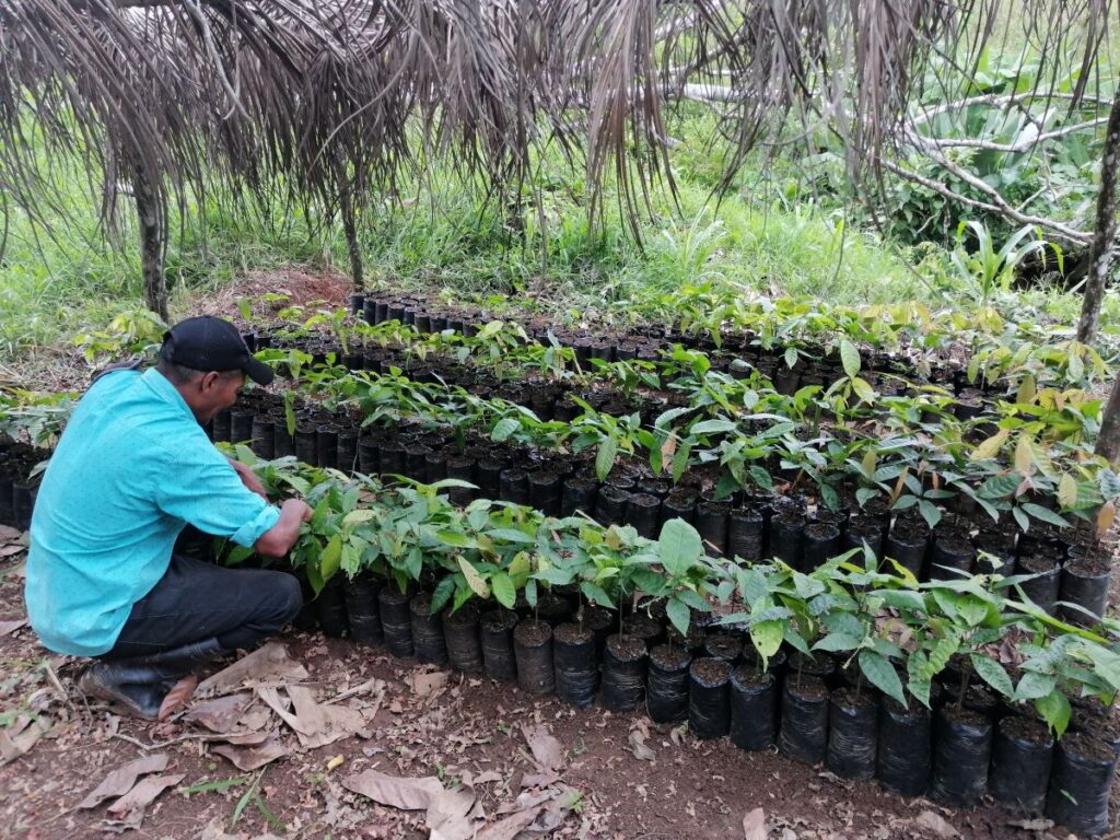 Nicaraguan farmer stands out in cocoa planting and sees results￼