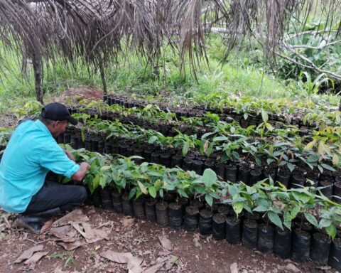Nicaraguan farmer stands out in cocoa planting and sees results￼