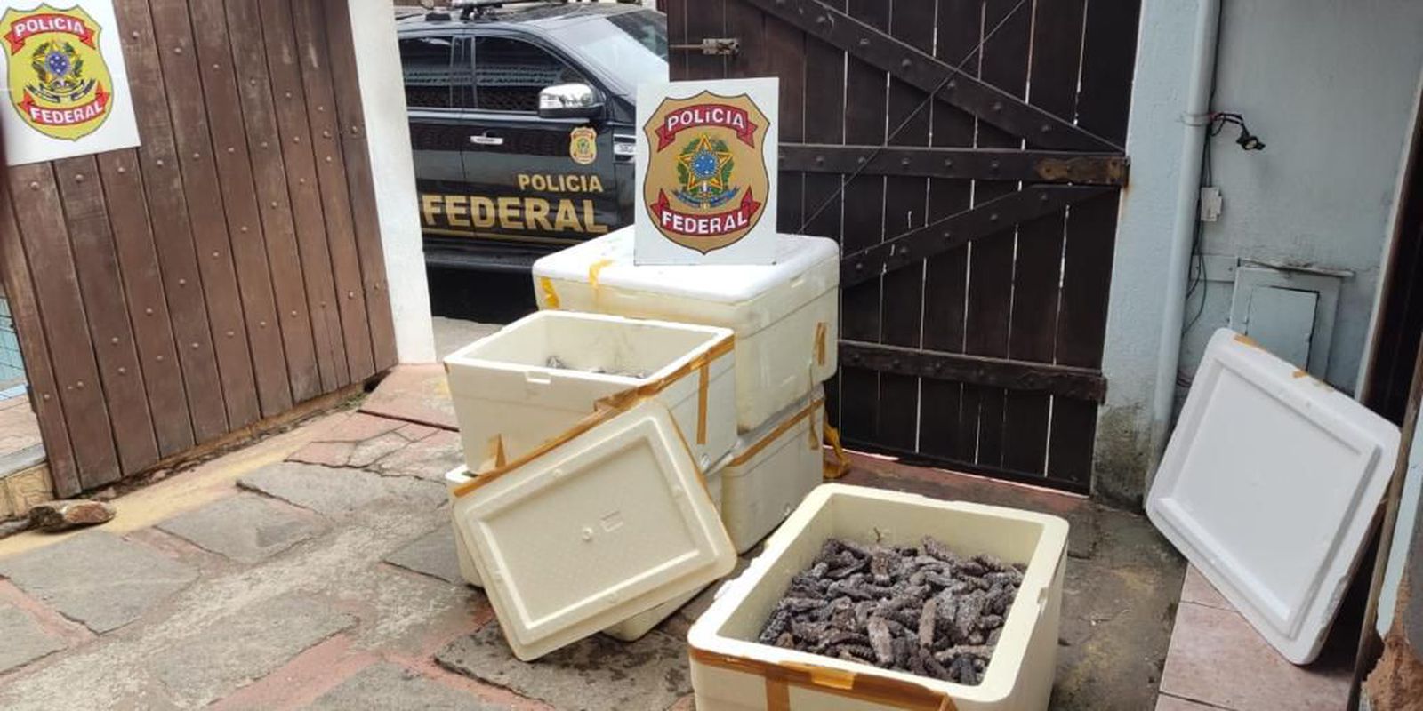 PF seizes 300 kilos of sea cucumbers in Angra dos Reis