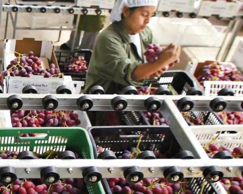 Peruvian agricultural exports would grow 10.2% this year, ADEX projects