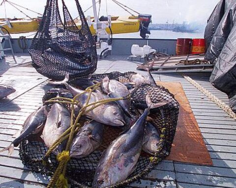 Produce provides a temporary reduction of fines for the aquaculture and fishing sector