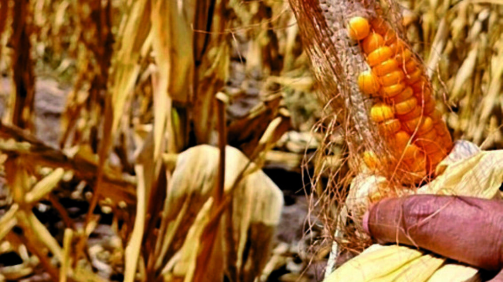 Promasor anticipates a deficit of 600 thousand tons of corn