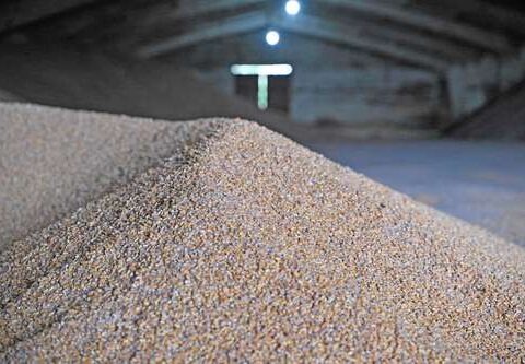 Record imports of corn are expected, despite the fact that its price rose 33% in the year