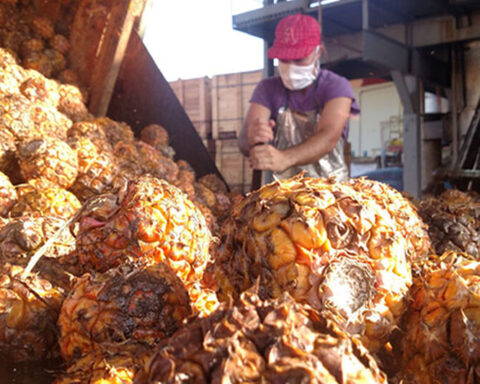 The industry of Ciego de Ávila, unable to assimilate the extraordinary pineapple harvest