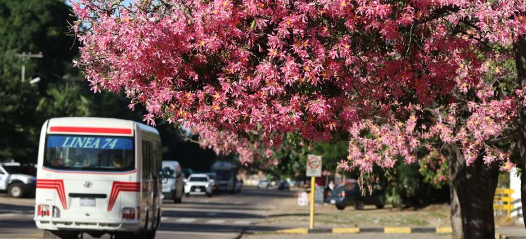 The king of autumn in Santa Cruz is called Toborochi