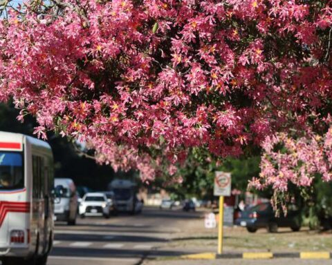 The king of autumn in Santa Cruz is called Toborochi