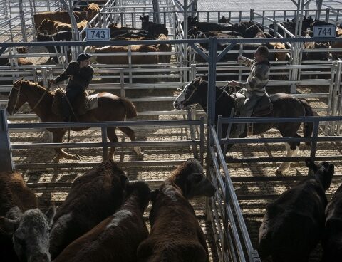 The new Treasury Market began to operate in Cañuelas