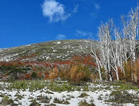 The planting of 9,000 araucarias advances to recover what the fire devastated