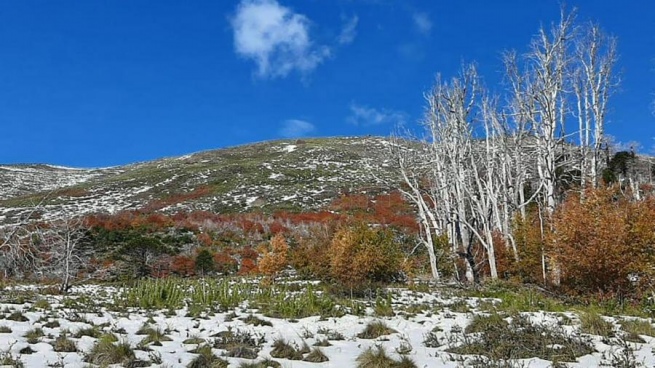 The planting of 9,000 araucarias advances to recover what the fire devastated