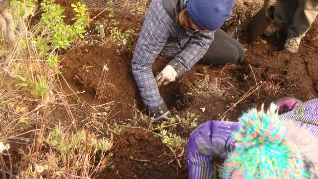 The reforestation of Bariloche began: they planted trees in the areas devastated by the fires