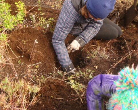 The reforestation of Bariloche began: they planted trees in the areas devastated by the fires