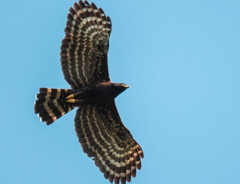 They seek to protect the eagles that inhabit the Paraná jungle