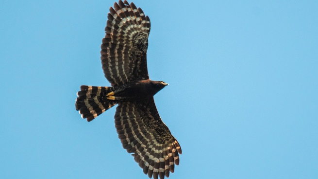 They seek to protect the eagles that inhabit the Paraná jungle