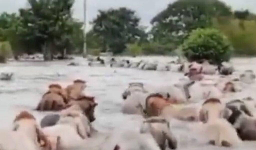 Thousands of hectares flooded by the rains in Magdalena Medio