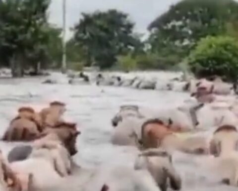 Thousands of hectares flooded by the rains in Magdalena Medio