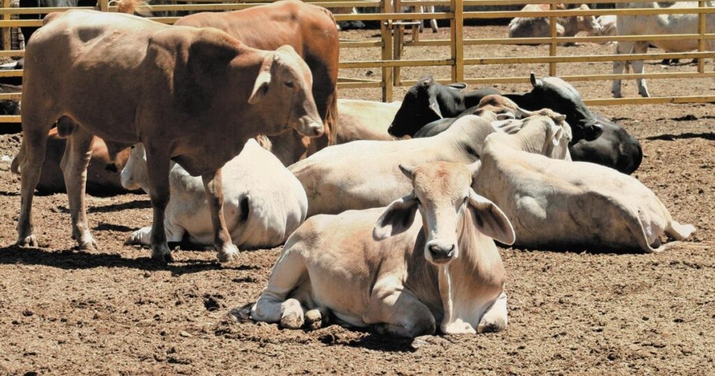 Traditional cattle market closes in Buenos Aires