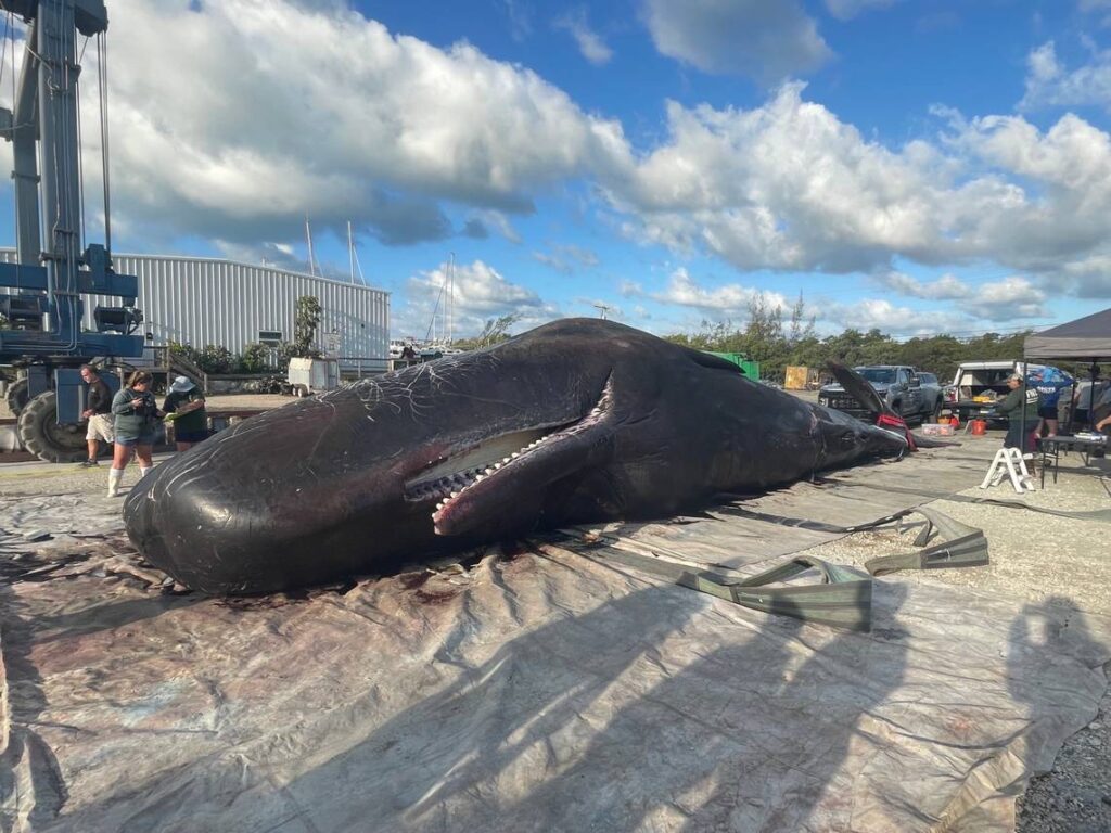 La carcaza del cachalote de 40 toneladas en la marina de Cayo Largo.