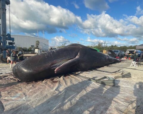 La carcaza del cachalote de 40 toneladas en la marina de Cayo Largo.