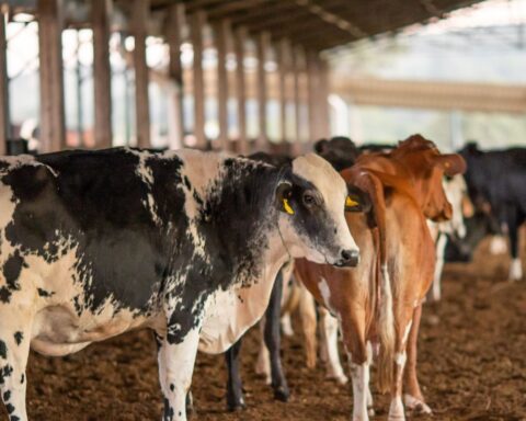 Vaccination against foot-and-mouth disease starts this Sunday