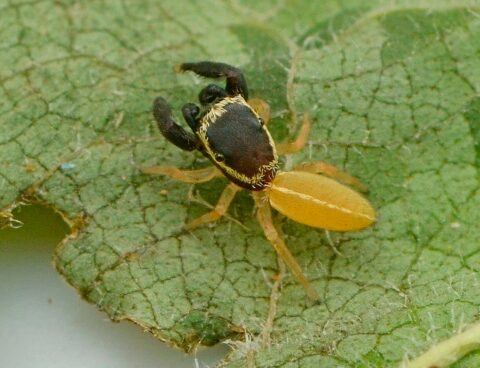 "patoruzito"the new species of spider discovered in Misiones