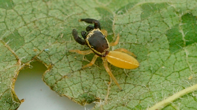 "patoruzito"the new species of spider discovered in Misiones