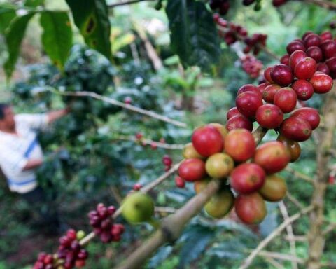 5,000 small Peruvian coffee growers will be able to access the market for the sale of carbon credits