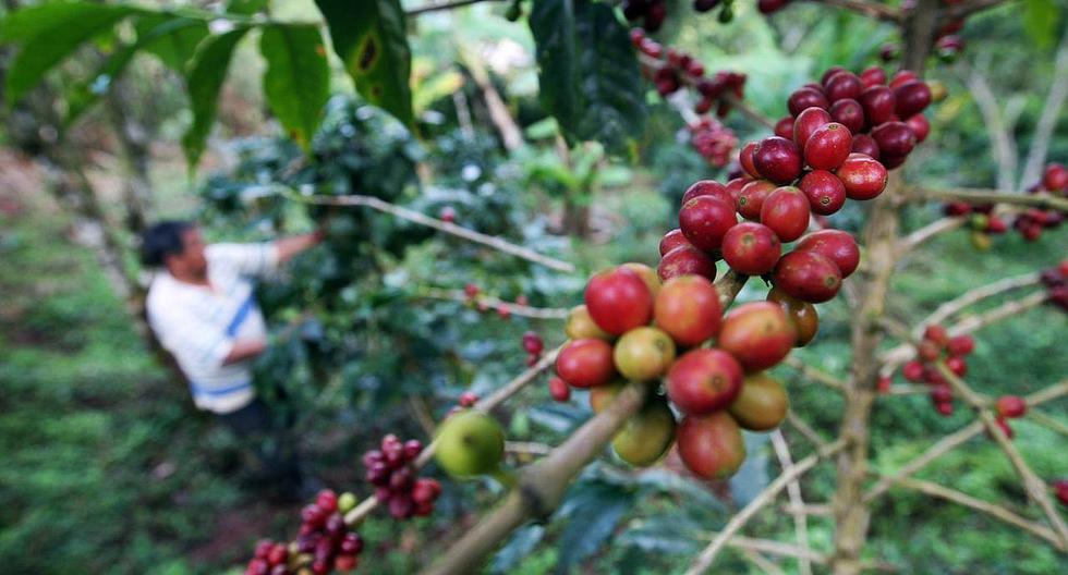 5,000 small Peruvian coffee growers will be able to access the market for the sale of carbon credits