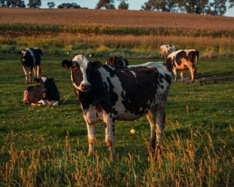 57% of Uruguay's greenhouse gas emissions come from agriculture