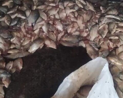 A blackout spoils 5,000 pounds of tilapia in the Bejucal market