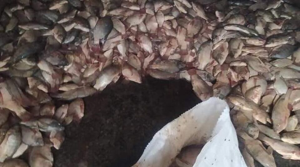 A blackout spoils 5,000 pounds of tilapia in the Bejucal market