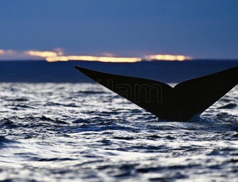 A sailboat intentionally rammed a whale and they are looking for its occupants