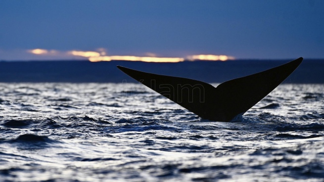 A sailboat intentionally rammed a whale and they are looking for its occupants