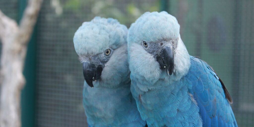 After more than 20 years, the Spix's Macaw returns to the skies of the caatinga