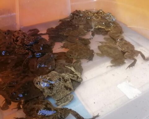 Arequipa: They seize 49 frogs from Lake Titicaca that were to prepare broths (VIDEO)