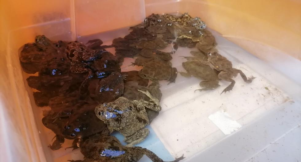 Arequipa: They seize 49 frogs from Lake Titicaca that were to prepare broths (VIDEO)