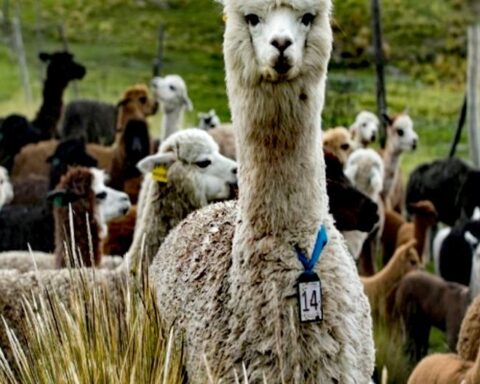 Associations of camelid breeders from Huancavelica were registered with Sunarp