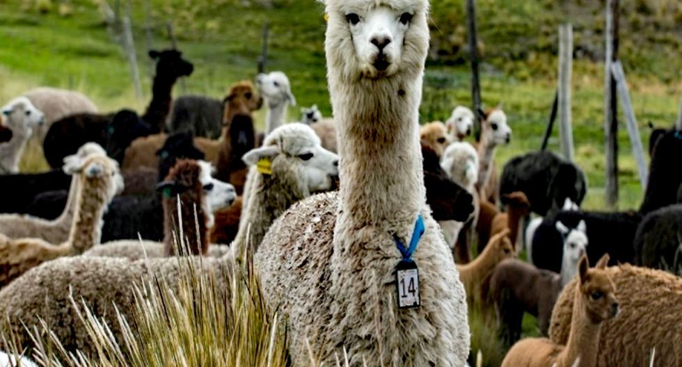 Associations of camelid breeders from Huancavelica were registered with Sunarp