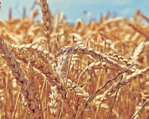 Biden reveals plan to build silos to help Ukraine export wheat