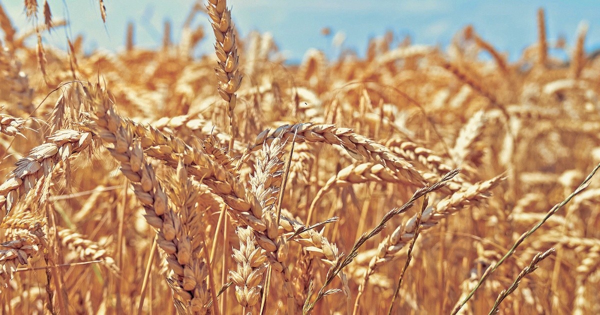 Biden reveals plan to build silos to help Ukraine export wheat