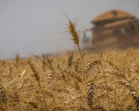 Brazil will have self-sufficiency in wheat production, says president
