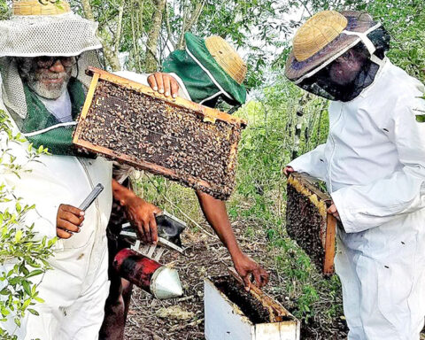 Climate change subtracts "flight" from honey exports