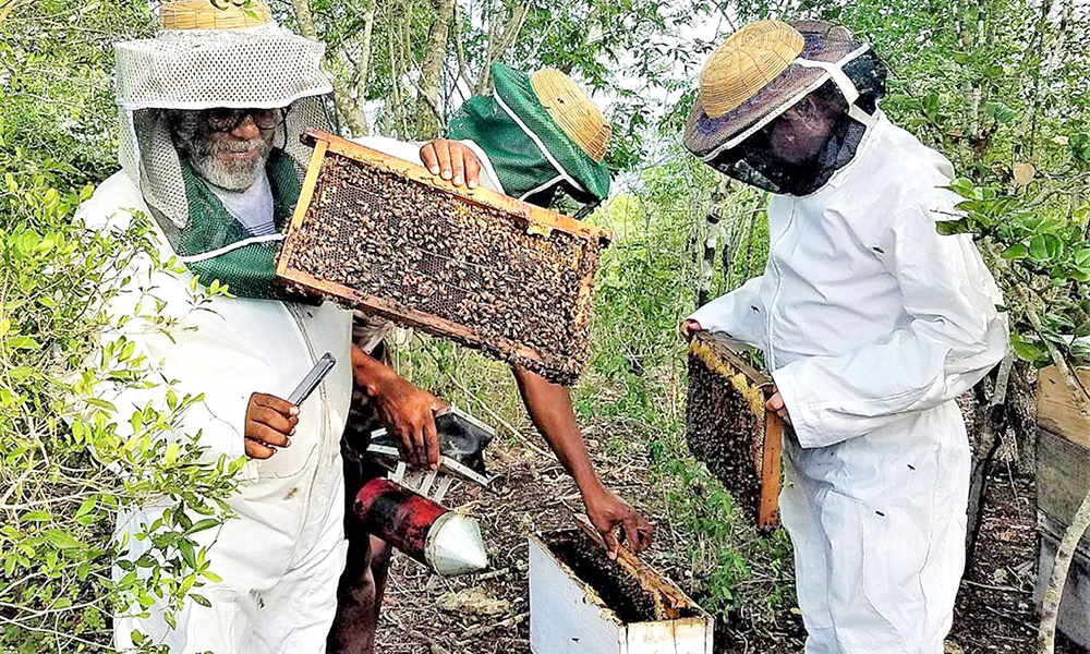 Climate change subtracts "flight" from honey exports