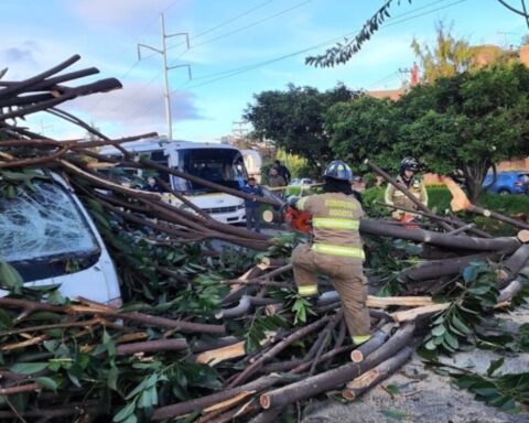 Come back and play: tree fell on school route and left three people injured