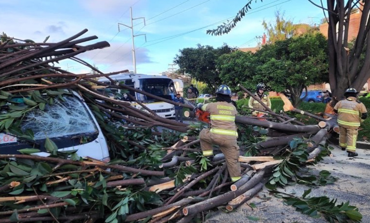 Come back and play: tree fell on school route and left three people injured